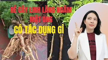 Rễ Cây ĐINH LĂNG Ngâm Mật Ong Có Tác Dụng Gì? - Hướng Dẫn Cách Ngâm ? | Đỗ Ngọc Diệp