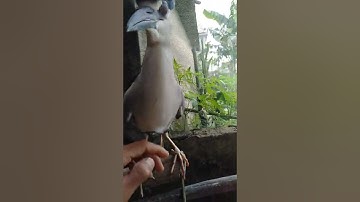 tiếng vạc .fire đánh gọi đàn chuẩn ..tháng 3 ae LH qua sđt 0336006031