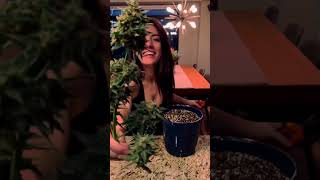 GROWING WEED IN MY CONDO