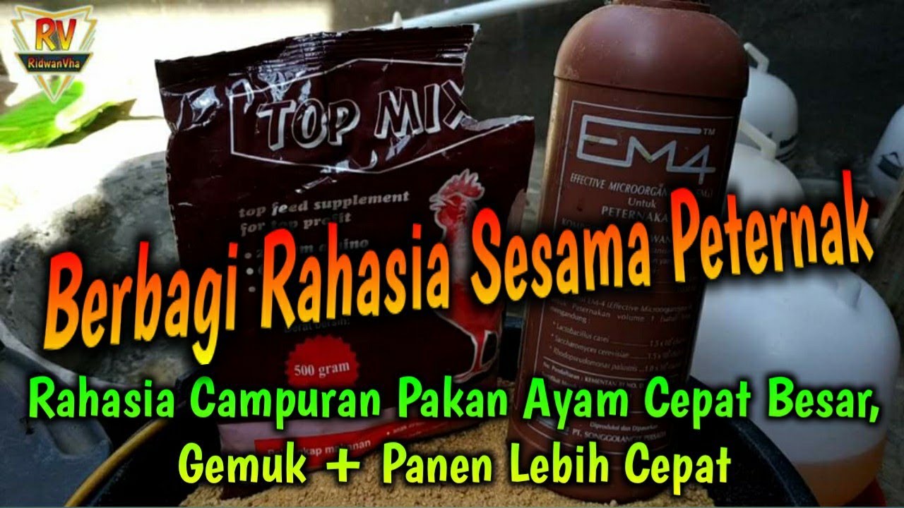 Rahasia Campuran Pakan Ayam Pejantan Setelah Turun Kandang Pembesaran