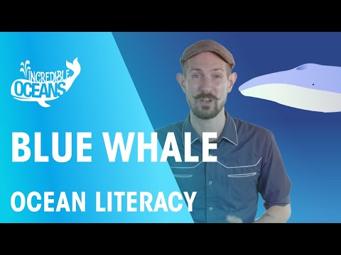 Blue whale | Ocean Literacy | FuseSchool Instructional Video