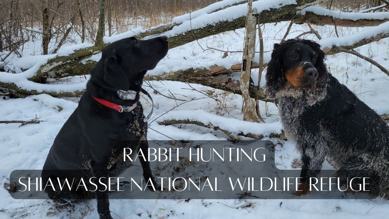 Rabbit Hunting Shiawassee National Wildlife Refuge YouTube