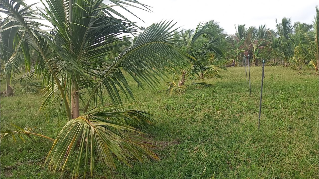 මෙන්න සුපිරි නිවසක් සමග පොල් ඉඩමක් විකිණීමට Sri Land House and