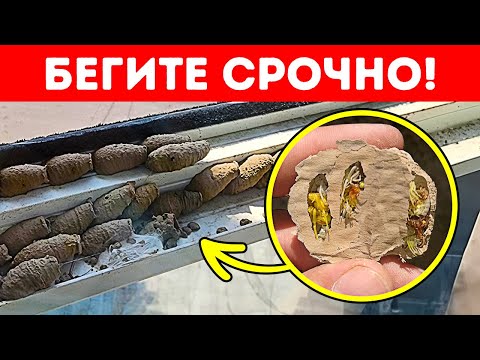 Если вы увидите это на стене, будьте осторожны и я серьзно