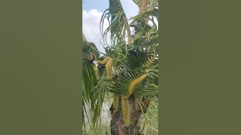 CÂY DỪA ĐỘC LẠ CÓ 1 KHÔNG 2