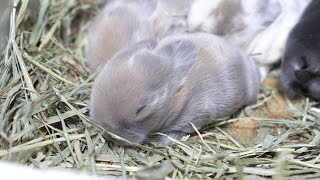 動画初出しレアカラー!?すやすや眠る4つ子の赤ちゃんうさぎ【ホーランドロップ】