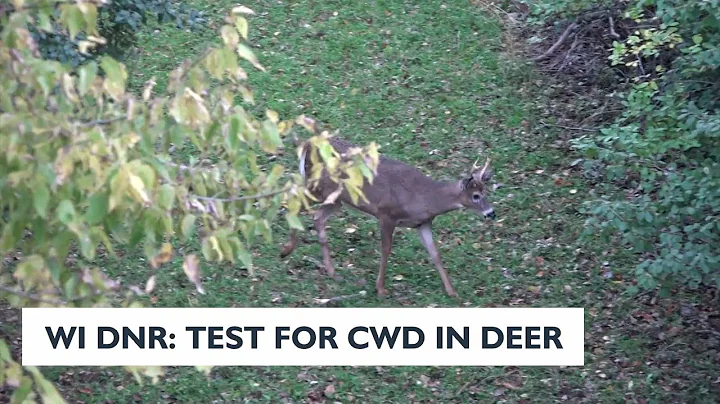 Wis. DNR: Test For CWD in Deer