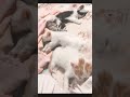 里親になる前に見せてくださった動画4〜The video he showed me before becoming a foster parent4〜