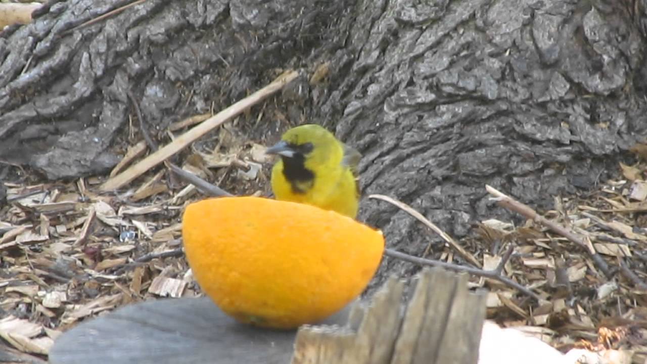 Orchard Oriole