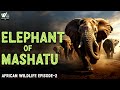 दुनिया के सबसे ताकतवर जानवर | Elephant of Mashatu African wildlife Episode -2 | World Documentary HD
