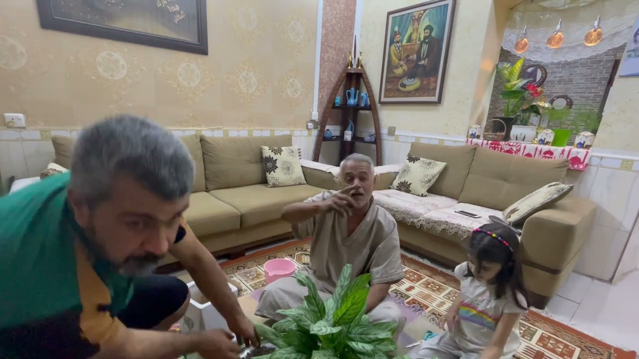 تغيير تربة نباتات الظل وبعض المعلومات المفيدة حول الزراعة المنزلية للظليات ميسان مدينة الحب والجمال