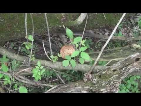 Video: Quiet hunting. goat mushrooms