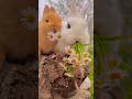 rabbit