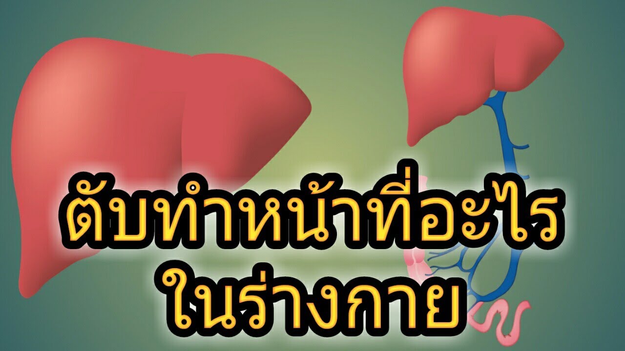 โมเด็ม มี หน้าที่ อะไร  New  ตับทำหน้าที่อะไรในร่างกาย