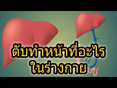 วีดีโอ: ตับในร่างกายทำหน้าที่อะไร