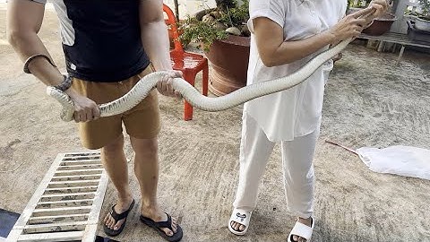 Rắn Khủng Làm Ba Món Tiếc Canh-Nấu Lẩu-Xào Sả Ớt | Menu Việt