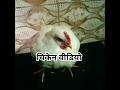 चिकेन वीडियो💕 #shorts #chicken #video #viralvideo #chickenvlog