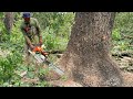 Amazing skill... Cutdown a decades-old trembesi tree‼️