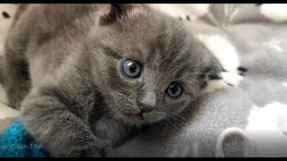 Funny Kitten Brothers Playing With Eachother (Funny Kitten Video) by Kitten Show 632 views 2 years ago 3 minutes, 48 seconds