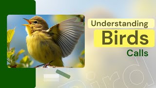 Birdsong Decoded Cracking The Code Of Bird Calls Lets Spread The Wonder Of Bird Language