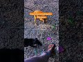 ❤️Radhe Radhe ❤️ #india #funnyanimal #dog #animals #animalshorts #doglove #trending #trendingshorts