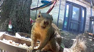 Squirrel eating granola