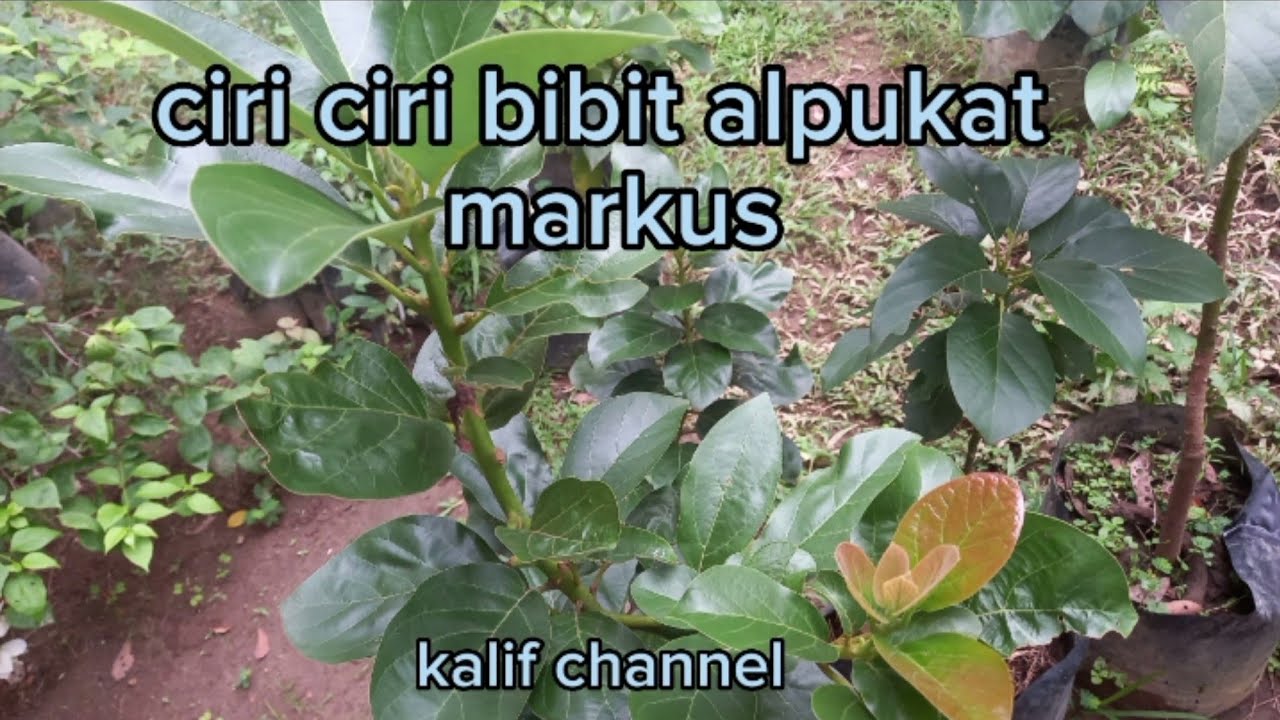Review Bibit Alpukat Markus