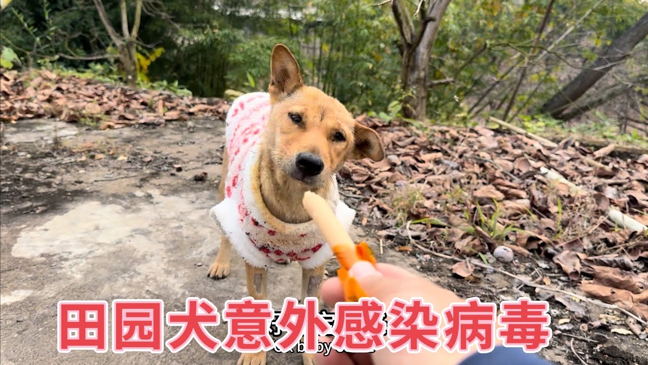 狗妈妈意外感染病毒14天，今天主动出门晒太阳，散步发生了什么，臭宝一路小跑，这是要康复了吗？