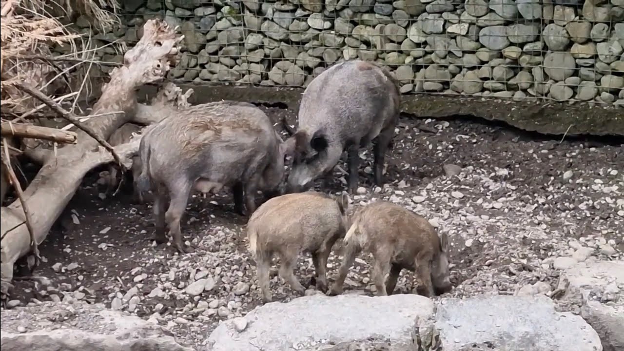 Wild Boar Family (Sus scrofa) 🐗