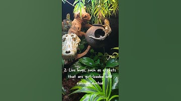 3 EASY ways to give your gecko extra enrichment! 🦎✨