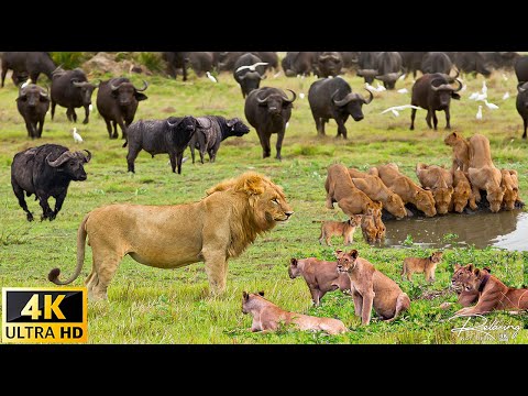 Video: Národný park Hwange: Kompletný sprievodca