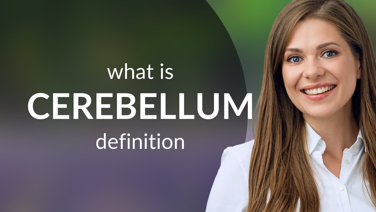 Cerebellum • what is CEREBELLUM definition