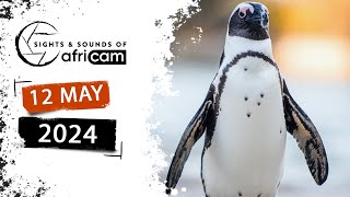 Sights and Sounds of Africam - 12 May 2024