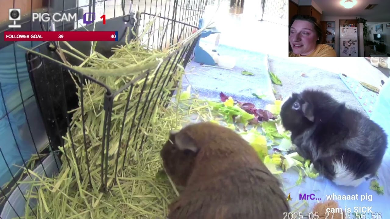 pig cam! / Food?? / b00bmeat crash out LIVE
