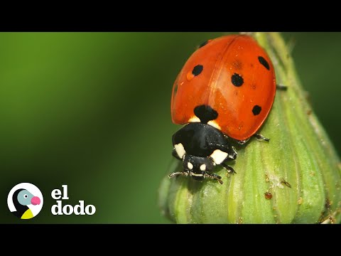 Vídeo: Destacament de papallones: reproducció, nutrició, estructura i principals subespècies