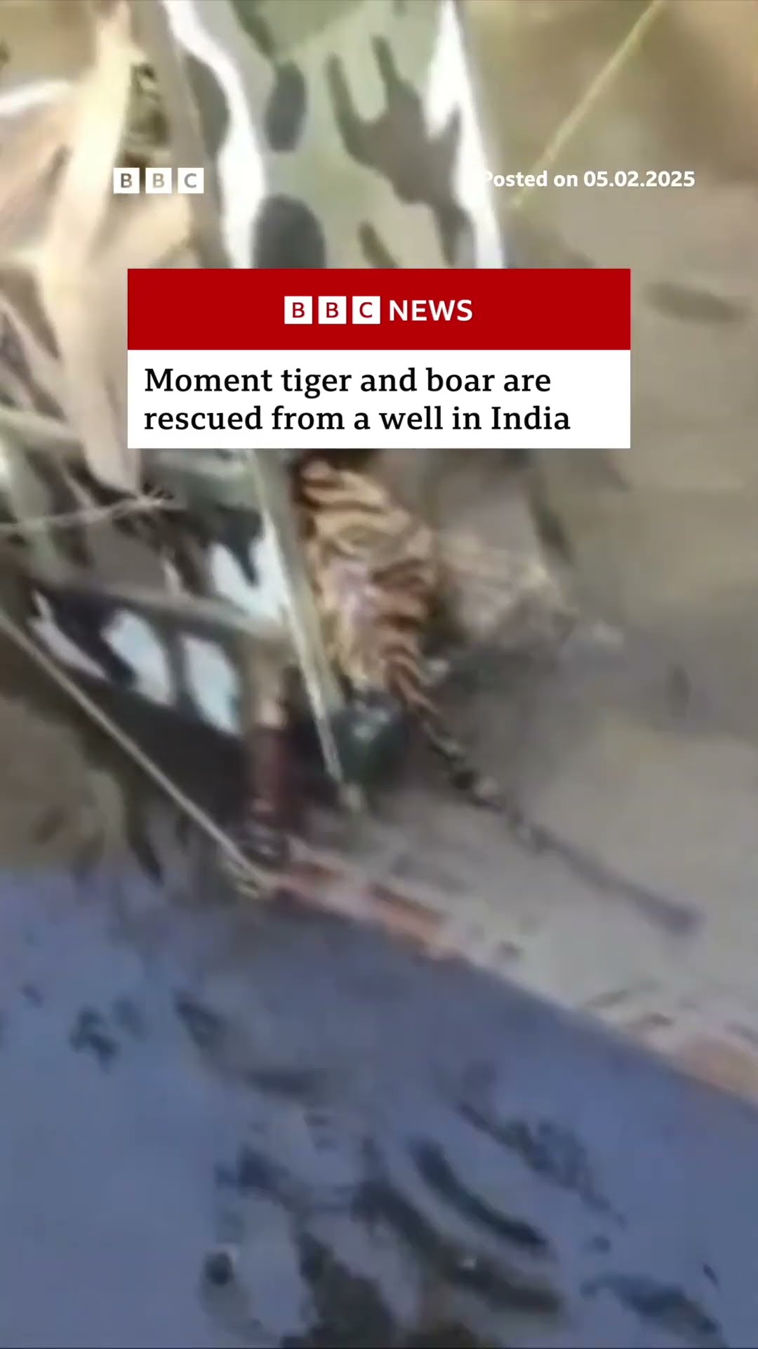 Moment tiger and boar are rescued from a well in India. #India #Tiger #BBCNews
