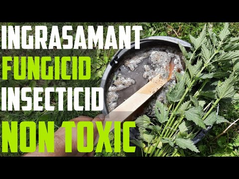 Video: Îngrășământ De Urzică: Cum Să Pregătiți O Infuzie Pentru Hrana Plantelor? Reguli De Aplicare. Ce Plante Pot Fi Udate Cu Gunoi De Grajd Verde?