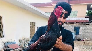 Aseel Murgha Beautiful Collection