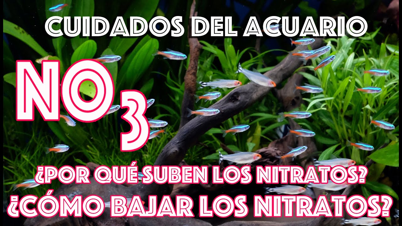 Cuidados del Acuario ¿Por qué suben los nitratos? ¿Cómo puedo bajar los nitratos del acuario?