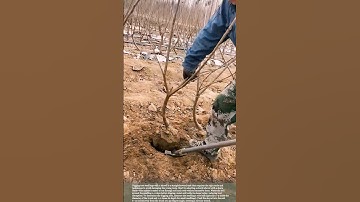 Tips for digging trees #farmingtips #farmwork