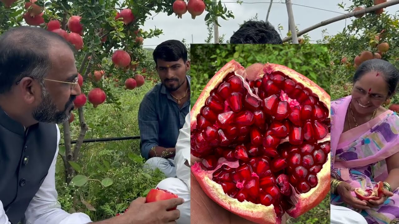 खडक फोडून शरदकिंग डाळींब लावले 24 महिन्यात हार्वेस्टींग केले॥केमिकल ने मारले तर SCTवैदीकने तारले ‼️