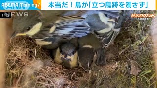 まさに「立つ鳥跡を濁さず」ヒナ巣立ちの瞬間…(2021年5月19日)