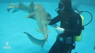 Акулы-няньки и водолазы. История дружбы