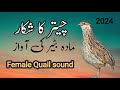Female Quail Sound Mada Bater Ke Awaz Бедана сайраши 2024