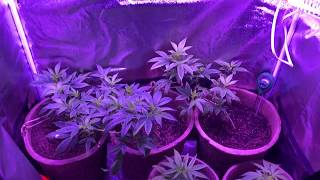 Indoor Grow Journal (From clones) 600w led