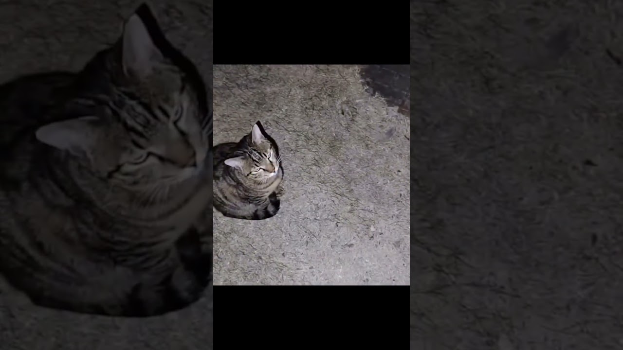 Cats when you take a picture of them with flash