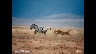 National Geographic Great Migrations Game Zebra Migration Part 3 Western Serengeti