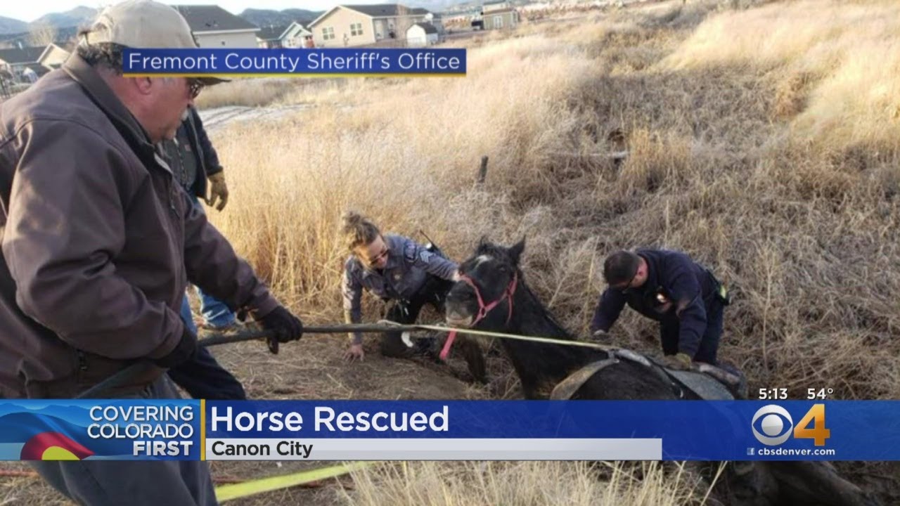Horse Rescued After Being Stuck In Mud - YouTube