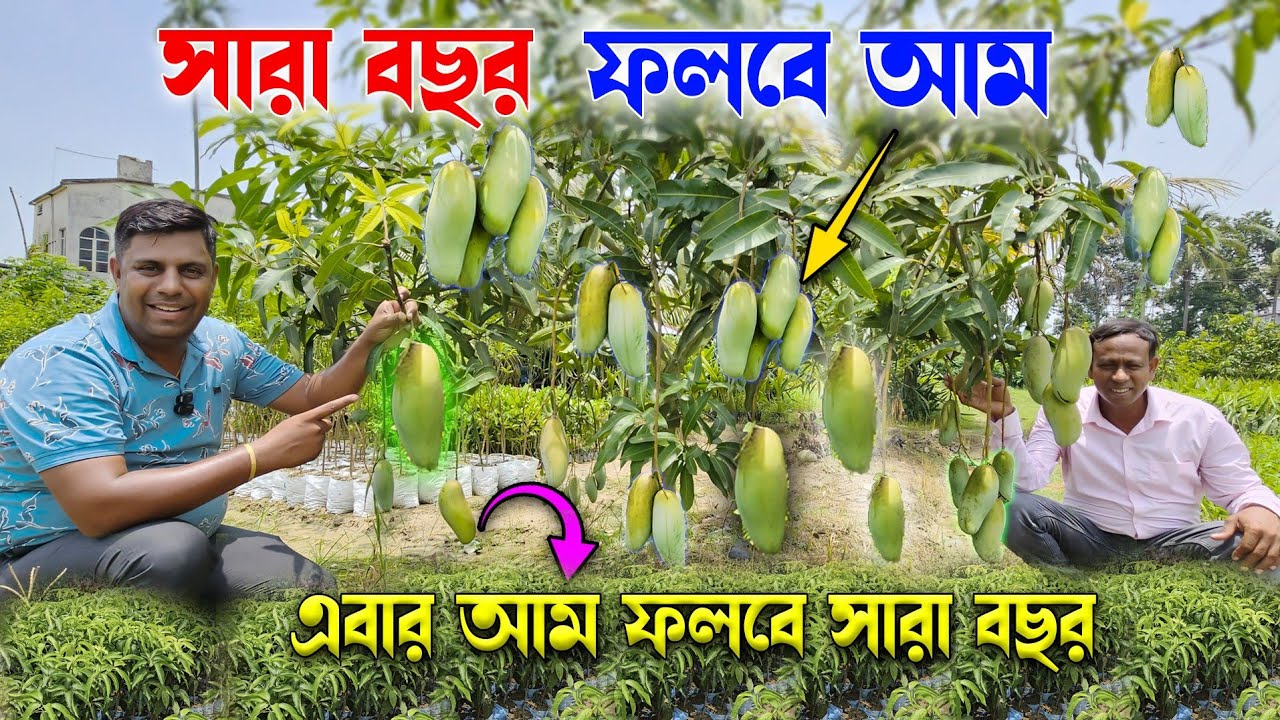 এবারে আম ফলবে সারা বছর / সবচেয়ে কম দামে সমস্ত ধরনের ফলের গাছ পাবেন এখানে /