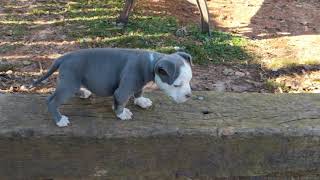 American Bully Ftb Nero X Trixe Female